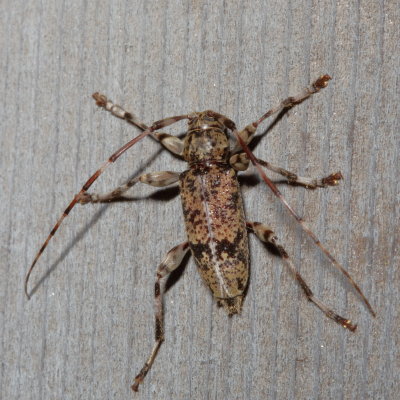 Graphisurus fasciatus  ♂