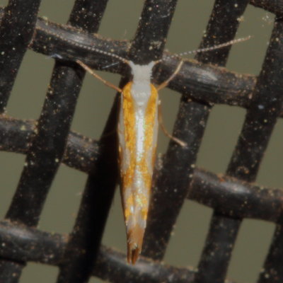 Hodges#2445 * Argyresthia canadensis