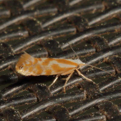 Hodges#2445 * Argyresthia canadensis