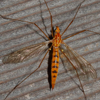 Tipulidae : Large Crane Flies