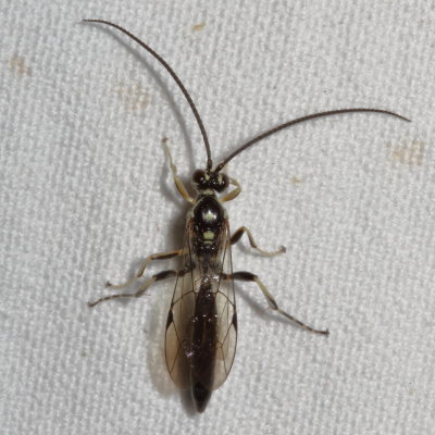 Cratichneumon sublatus