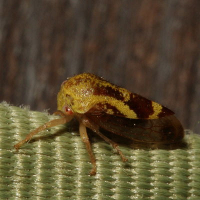 Ophiderma evelyna