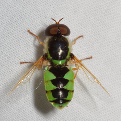 Stratiomyidae : Soldier Flies