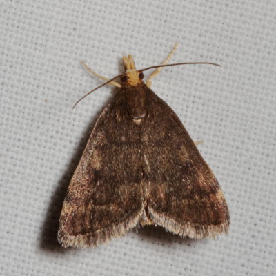 Hodges#5117 * Merrick's Crambid Moth * Loxostegopsis merrickalis
