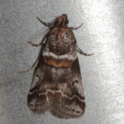 Hodges#5655 * Tricolored Acrobasis Moth * Acrobasis tricolorella