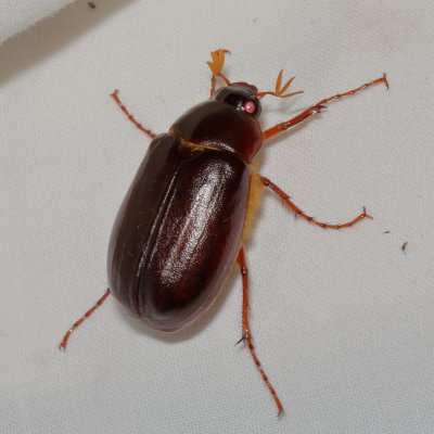 Genus Phyllophaga