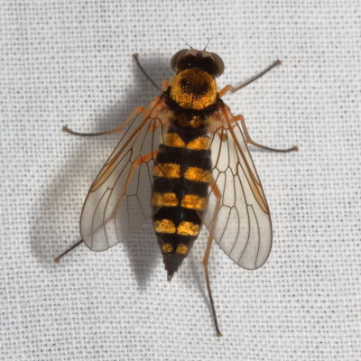Rhagionidae : Snipe Flies