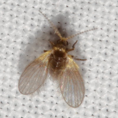 Trichomyia nuda