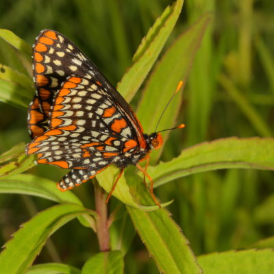 Baltimore Checkerspot
