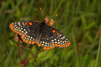 Baltimore Checkerspot