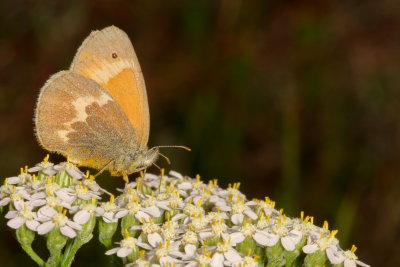 Common Ringlet
