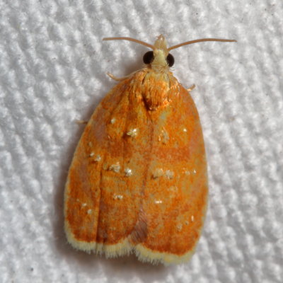 Hodges#3504 * Blueberry Leaftier * Acleris curvalana