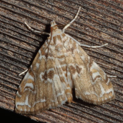 Hodges#4751 * Waterlily Borer Moth ♂ * Elophila gyralis