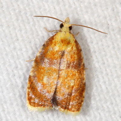 Hodges#3504 - Blueberry Leaftier Moth * Acleris curvalana