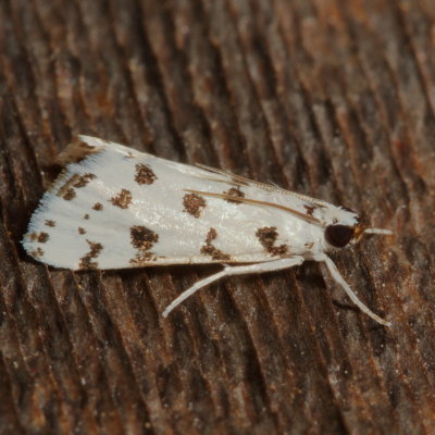 Hodges#4794 * Spotted Peppergrass Moth * Eustixia pupula