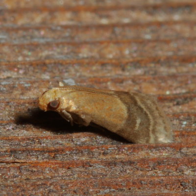 Hodges#5999 * Broad-banded Eulogia Moth * Eulogia ochrifrontella
