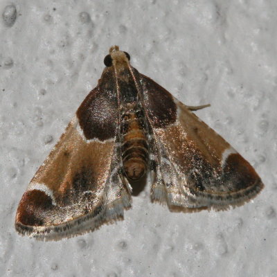 Hodges#5510 * Meal Moth * Pyralis farinalis