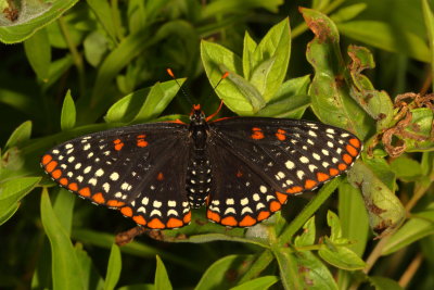 Baltimore Checkerspot