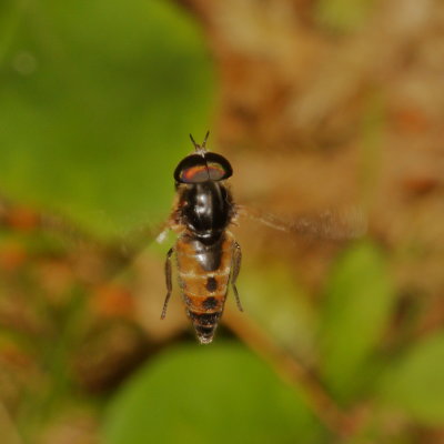 Hybomitra hinei ♂ 