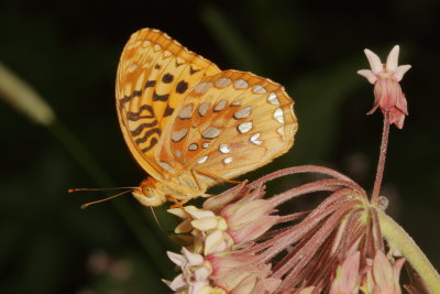 Great Spangled Fritillary