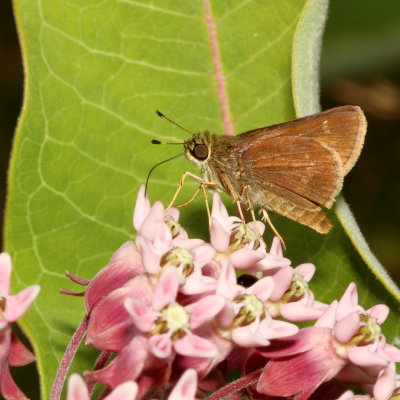 Little Glassywing