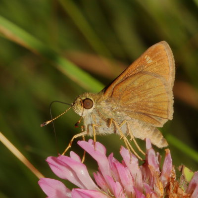 Little Glassywing