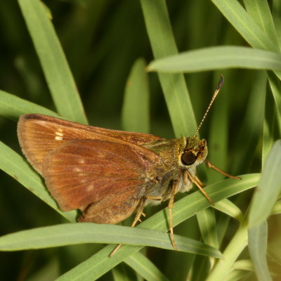 Little Glassywing