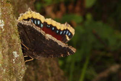 Mourning Cloak