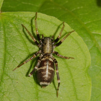 Corinnidae : Antmimics & Ground Sac Spiders