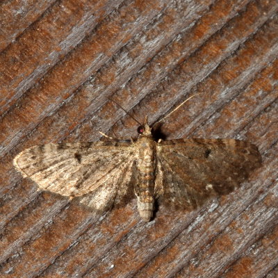Hodges#7474 * Common Eupithecia * Eupithecia miserulata ♀
