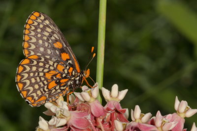 Baltimore Checkerspot