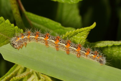 Hodges#9280 * Cattail Caterpillar Moth 