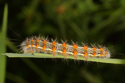 Hodges#9280 * Cattail Caterpillar Moth
