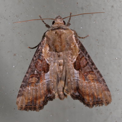 Hodges#9385.1 * Double Lobed Moth * Lateroligia ophiogramma