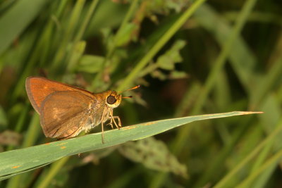 Dun Skipper