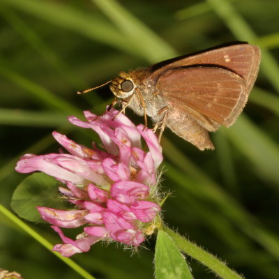 Dun Skipper