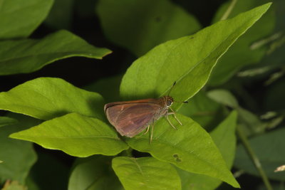 Dun Skipper