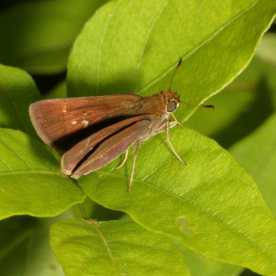 Dun Skipper ♀