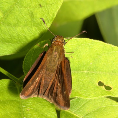 Dun Skipper