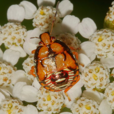 Podisus 5th instar dark nymph