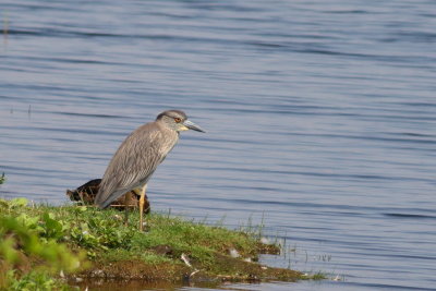 Yellow-crowned Night-Heron * juvenile