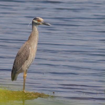 Yellow-crowned Night-Heron