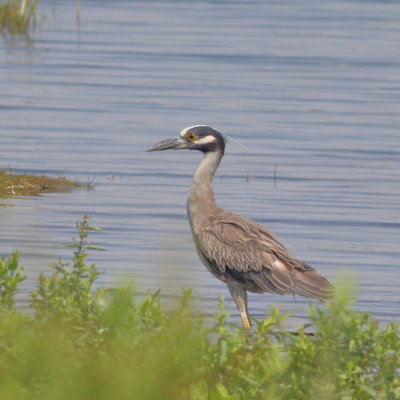 Yellow-crowned Night-Heron