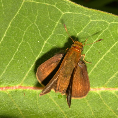 Dun Skipper ♂