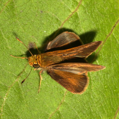 Dun Skipper ♂