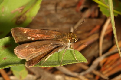 Little Glassywing