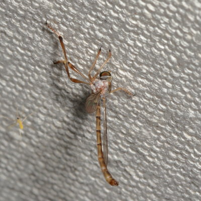 Leptogaster flavipes