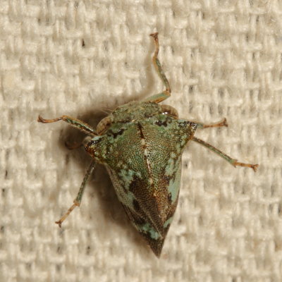 Telamona concava