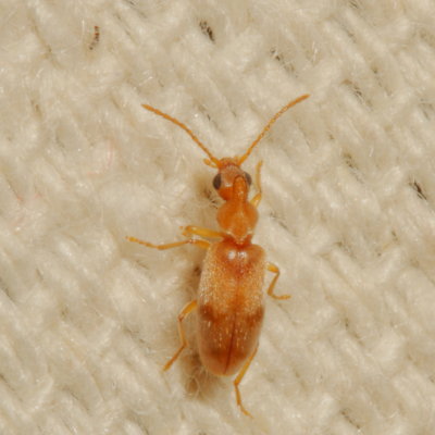 Notoxus planicornis