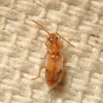 Notoxus planicornis